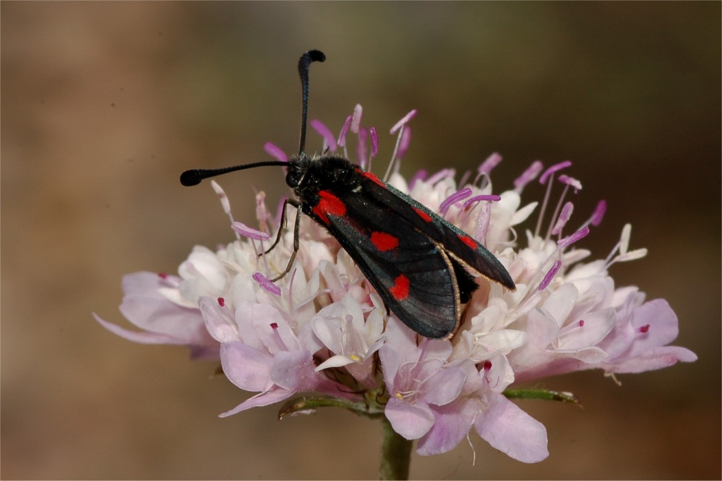 Zygaena sarpedon